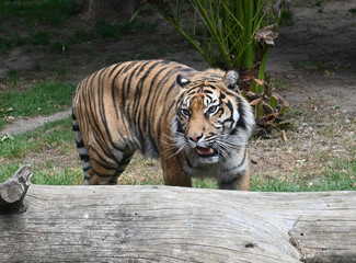  bengal tiger