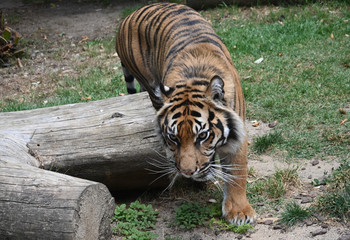  bengal tiger