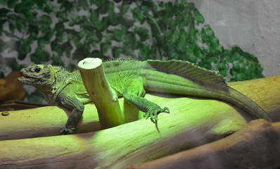 a green iguana camouflaged in its environment