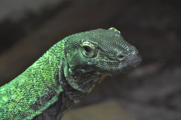 portrait of a komodo dragon