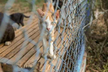 Cat in a cage