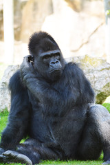 Fototapeta premium gorilla at rest controls the surroundig environment