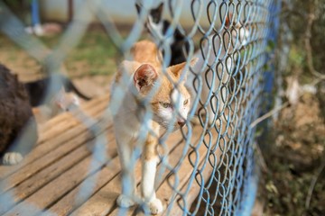 Cat in a cage