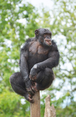 chimpanzee sitting on a pole in the forest