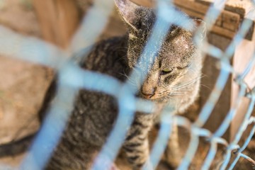 Cat in a cage