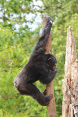 a chimpanzee climbs up a tree