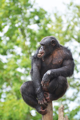 chimpanzee sitting on a pole in the forest