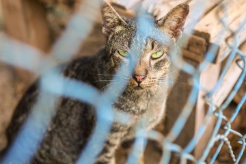 Cat in a cage