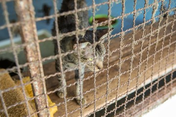 Cat in a cage
