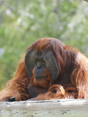 a Sumatran orangutan at rest