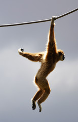 an acrobatic gibbon - obrazy, fototapety, plakaty