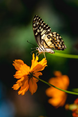 Multi-colored butterflies with flowers,select focus.