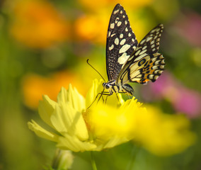 Multi-colored butterflies with flowers,select focus.