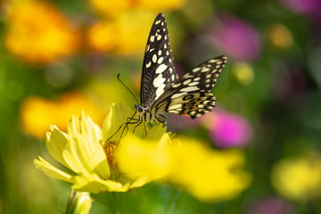 Fototapeta na wymiar Multi-colored butterflies with flowers,select focus.