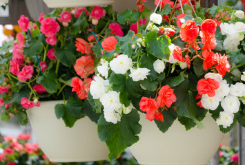 Flower baskets in Redmond Town Center