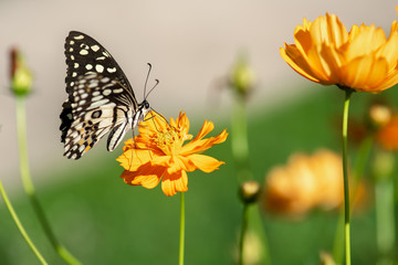 Multi-colored butterflies with flowers,select focus.