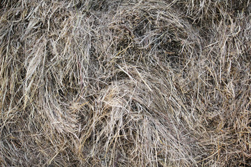 Dry hay bale texture background	