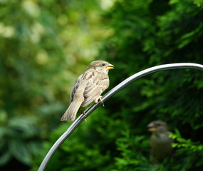 Sperling,Spatz,Sparrow,Singvogel,Songbird