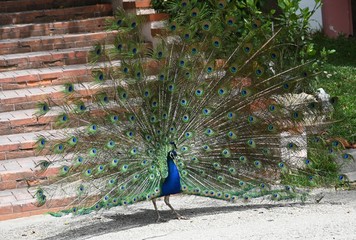Obraz premium peacock with feathers out