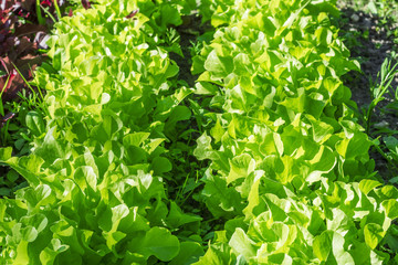 Obraz premium Lettuce in the garden. Healthy and vitamin food