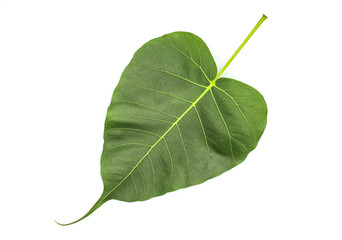 Green Pho leaves on a white background