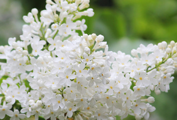 Beauty the blooming white lilac in the spring