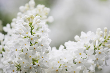 Beauty the blooming white lilac in the spring