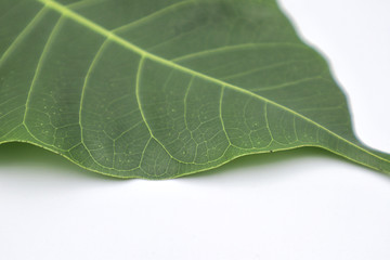 Green Pho leaves on a white background