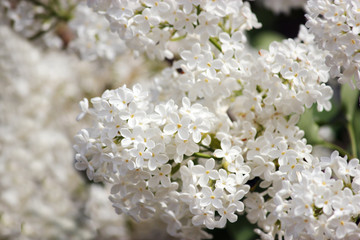 Beauty the blooming white lilac in the spring
