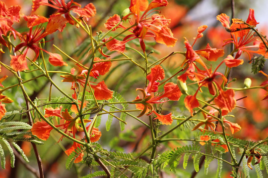 Beautiful looking Color Tree During Summer