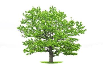 Isolated oak tree on a white background. Trees isolated used for design, advertising and...