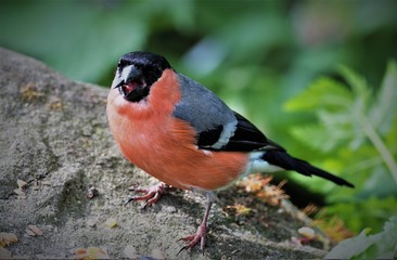Bullfinch, RSPB Old Moor, Barnsley, South Yorkshire