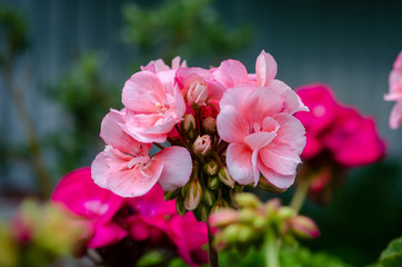 beautiful pink flowers in the spring summer garden