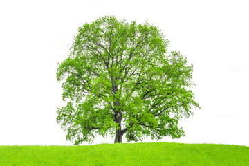 Isolated oak tree on a white background. Trees isolated used for design, advertising and...