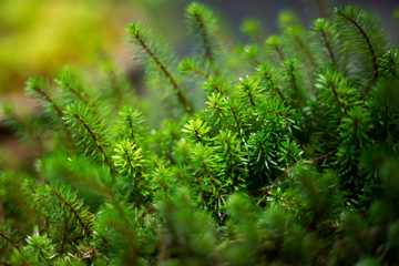 Closeup flaming katy or stonecrops (sedum sp., crassulaceae) natural small plant green background.