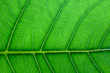 Fiber pattern on the leaves