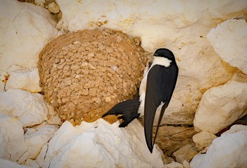 House Martin nest, Flamborough Head