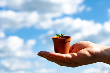 Concept: ecology, green life. Miniature flower pot in hand. A pot with a flower on the palm.