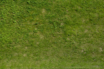 Texture of green grass with bare spots of bare ground