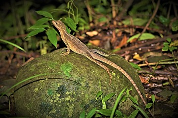 Whip tail lizard, Manuel Antonio, Costa Rica 