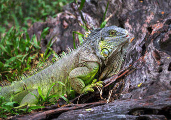 Fototapeta premium Green iguana resting in nature.