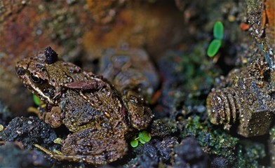 Baby frog, beside a tiny nut and bolt
