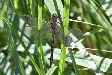 Dragonfly in Rainham Marshes, Essex, England