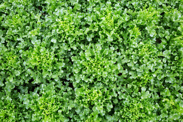 Non-toxic salad vegetables in the planting field.