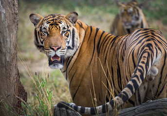 Asian tiger is resting in the natural forest.