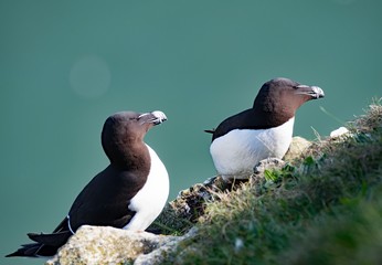 Razorbills at Bempton Cliffs, Yorkshire