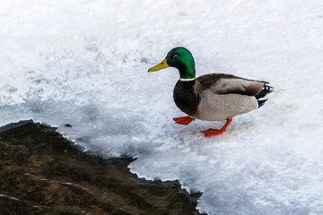 In the foreground Mallard duck, standing on the edge of the ice and looking for prey. In the snow and the water reflected the cold winter sun.