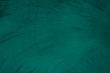 Beautiful dark green florida keys colors tone feather texture background,trends color