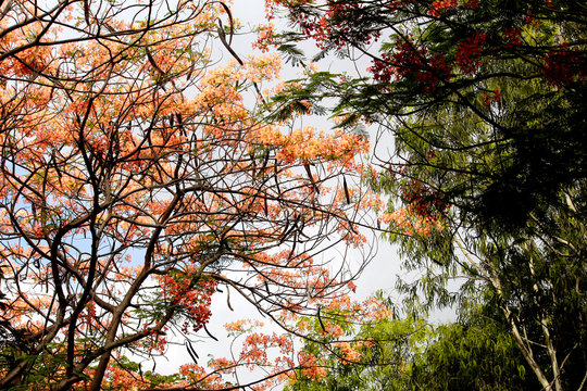 Best Spring- Colorful Flower Tree