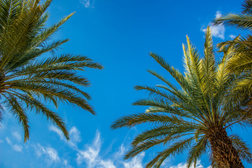 Obraz premium tropic park outdoor scenic landscape with palm trees on blue sky background photography foreshortening from below 